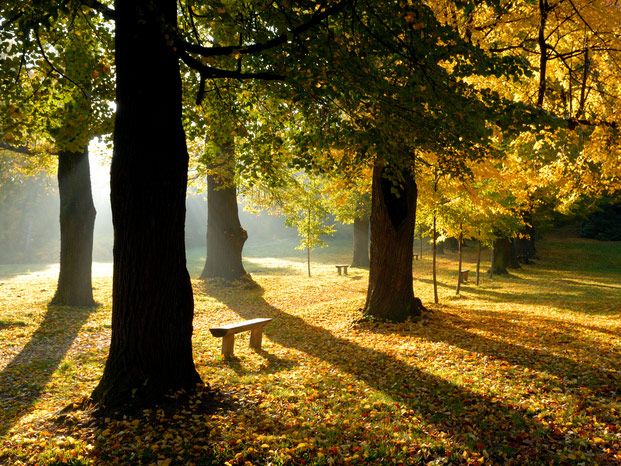 Ein Park, Herbststimmung mit Bäumen die nach vorne Schatten spenden. Laub zwischen den Bäumen, Holz-Sitzbänke dazwischen